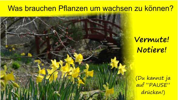 001-Was brauchen Pflanzen