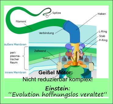 Evolution-hoffnungslos veraltet