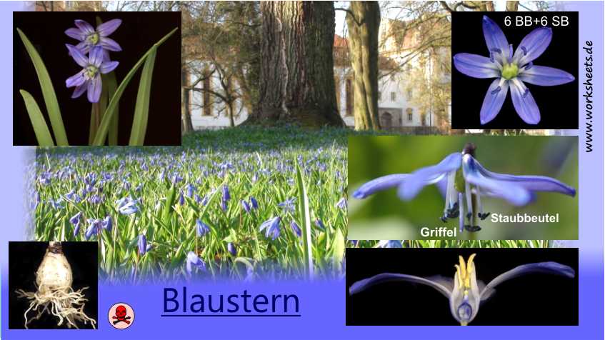 Film-Blaustern