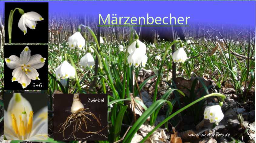 Film-Mrzenbecher