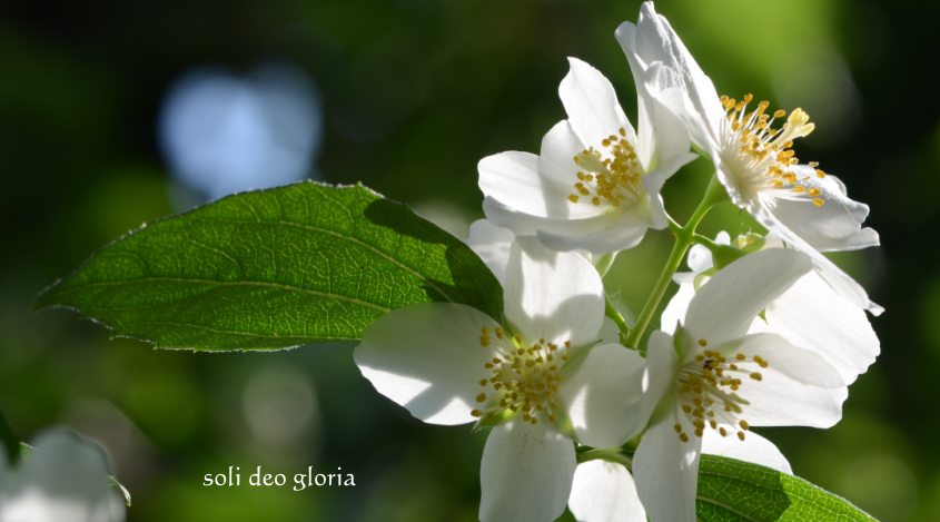 Jasmin-Hoffnung