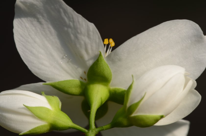 Jasmin-Kelchbltter-Kreuzform