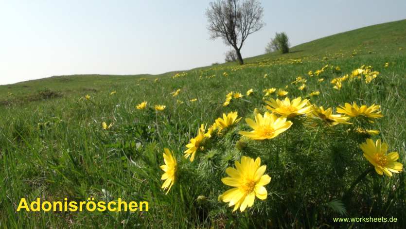 KU-Illmitz-Adonisr�schen