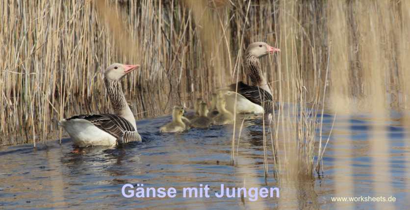 KU-Illmitz-G�nse_im_Schilf