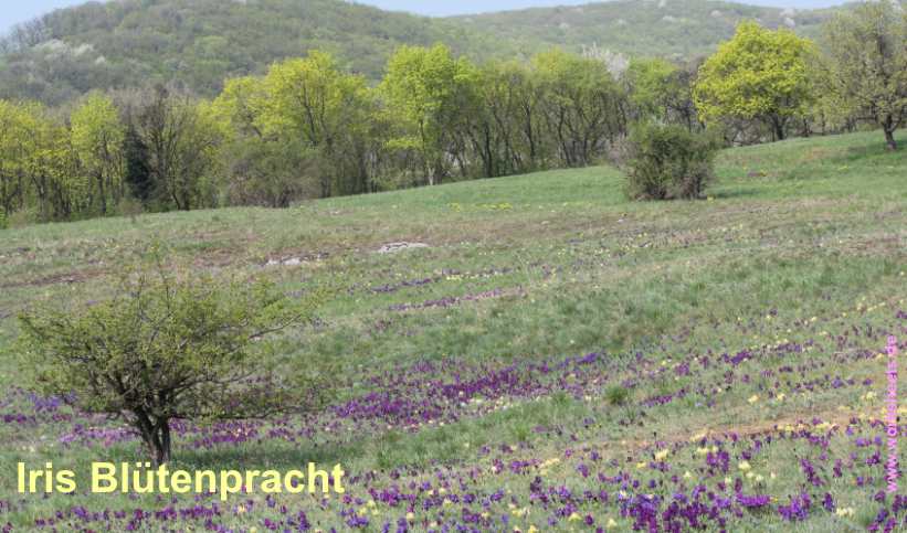 KU-Illmitz-Iris-Bl�tenpracht