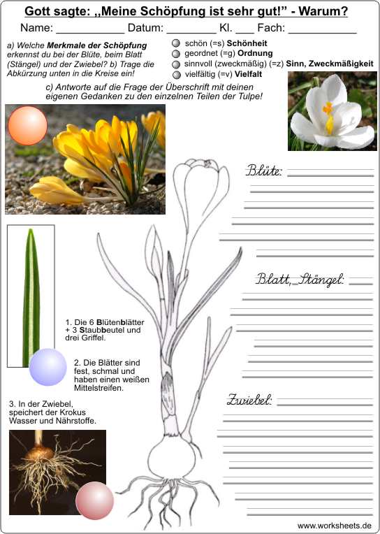Krokus-Schpfung-AB-LA.