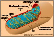 Mitochondrium M-DNA-Logo